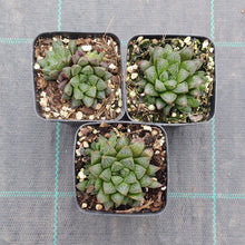 Load image into Gallery viewer, Haworthia cooperi v. truncata DMC3625B