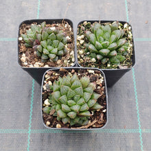 Load image into Gallery viewer, Haworthia cooperi v. truncata DMC3625B