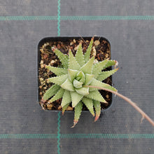 Load image into Gallery viewer, Haworthia attenuata Variegata