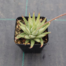 Load image into Gallery viewer, Haworthia attenuata Variegata