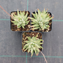 Load image into Gallery viewer, Haworthia attenuata Variegata
