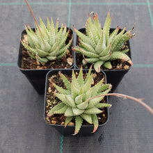 Load image into Gallery viewer, Haworthia attenuata Variegata
