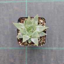 Load image into Gallery viewer, Haworthia Grey Ghost