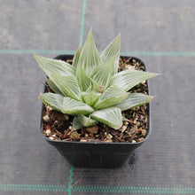 Load image into Gallery viewer, Haworthia Grey Ghost