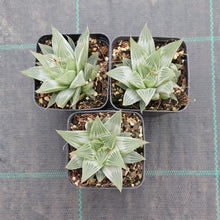 Load image into Gallery viewer, Haworthia Grey Ghost