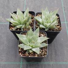Load image into Gallery viewer, Haworthia Grey Ghost