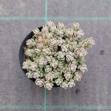 Load image into Gallery viewer, Crassula lanuginosa var. Pachystemon