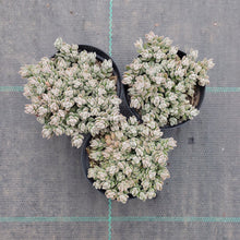Load image into Gallery viewer, Crassula lanuginosa var. Pachystemon