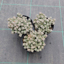 Load image into Gallery viewer, Crassula lanuginosa var. Pachystemon
