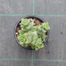 Load image into Gallery viewer, Crassula rupestris White Star