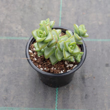 Load image into Gallery viewer, Crassula rupestris White Star