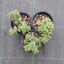 Load image into Gallery viewer, Crassula rupestris White Star