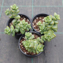 Load image into Gallery viewer, Crassula rupestris White Star