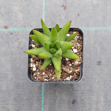 Load image into Gallery viewer, Haworthia reinwardtii