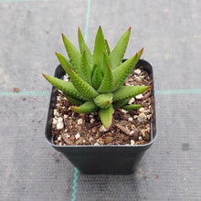 Load image into Gallery viewer, Haworthia reinwardtii