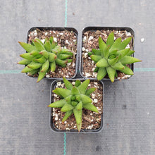 Load image into Gallery viewer, Haworthia reinwardtii