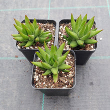 Load image into Gallery viewer, Haworthia reinwardtii