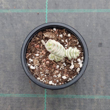 Load image into Gallery viewer, Crassula Fantasy