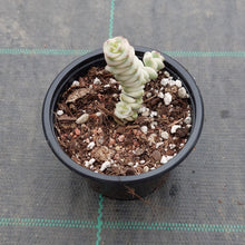 Load image into Gallery viewer, Crassula Fantasy