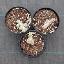 Load image into Gallery viewer, Crassula Fantasy