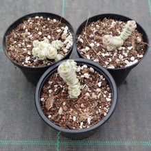 Load image into Gallery viewer, Crassula Fantasy