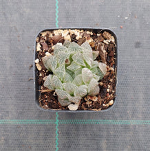 Load image into Gallery viewer, Haworthia cooperi Silver Swirls