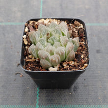 Load image into Gallery viewer, Haworthia cooperi Silver Swirls