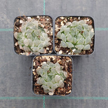 Load image into Gallery viewer, Haworthia cooperi Silver Swirls