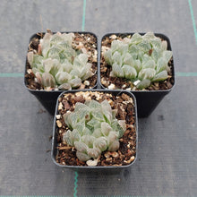 Load image into Gallery viewer, Haworthia cooperi Silver Swirls
