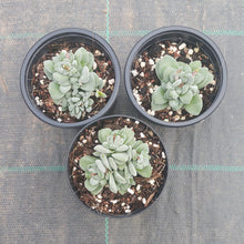 Load image into Gallery viewer, Crassula Fallwood
