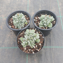 Load image into Gallery viewer, Crassula Fallwood