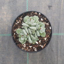 Load image into Gallery viewer, Crassula Fallwood