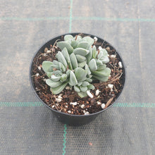 Load image into Gallery viewer, Crassula Fallwood