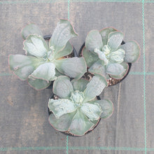 Load image into Gallery viewer, Echeveria Linguas
