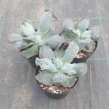 Load image into Gallery viewer, Echeveria Linguas