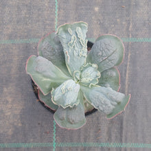 Load image into Gallery viewer, Echeveria Linguas