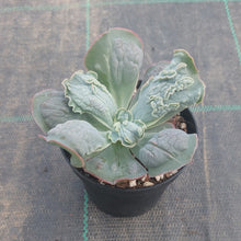 Load image into Gallery viewer, Echeveria Linguas