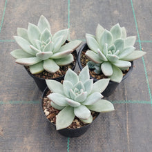 Load image into Gallery viewer, Echeveria White Champagne