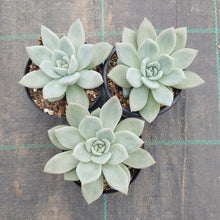 Load image into Gallery viewer, Echeveria White Champagne
