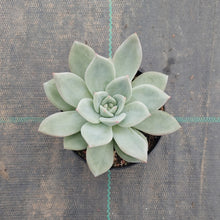 Load image into Gallery viewer, Echeveria White Champagne