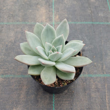 Load image into Gallery viewer, Echeveria White Champagne