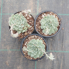 Load image into Gallery viewer, Echeveria hyalina Orange Flower