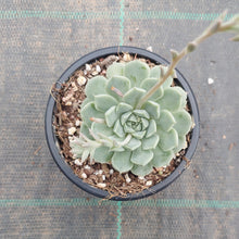 Load image into Gallery viewer, Echeveria hyalina Orange Flower