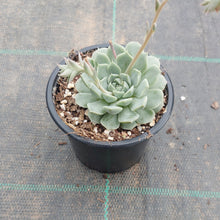 Load image into Gallery viewer, Echeveria hyalina Orange Flower