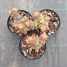 Load image into Gallery viewer, Crassula rupestris Aiboshi
