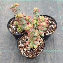 Load image into Gallery viewer, Crassula rupestris Aiboshi