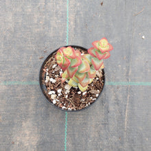 Load image into Gallery viewer, Crassula rupestris Aiboshi