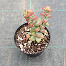 Load image into Gallery viewer, Crassula rupestris Aiboshi