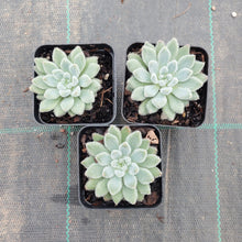Load image into Gallery viewer, Echeveria Comet