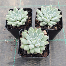 Load image into Gallery viewer, Echeveria Comet